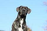 CANE CORSO 963